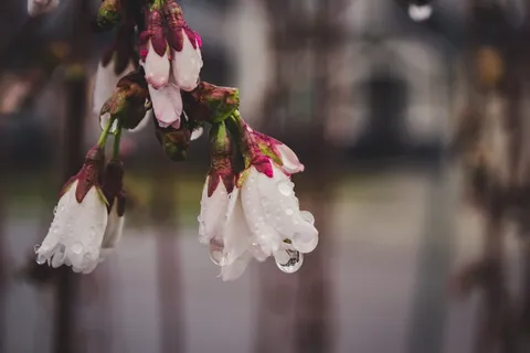 白色花瓣的花选择性聚焦摄影 白色花瓣的花选择性聚焦摄影