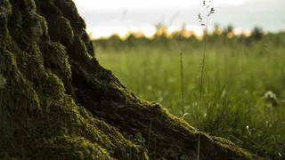斯洛伐克，硅石，植物，田地，生长，土地，关注前景，草