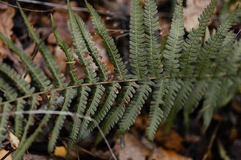 秋天在雾天向森林走去
