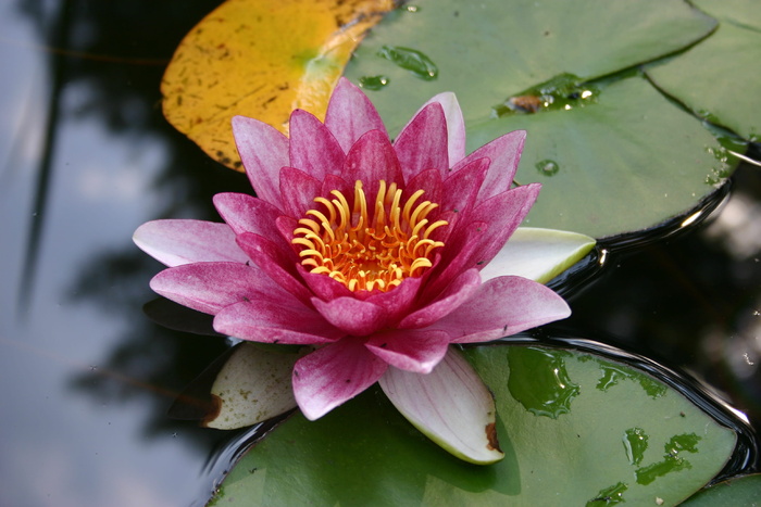 睡莲、黄莲、花园池塘、花卉、开花植物、水、湖泊、植物