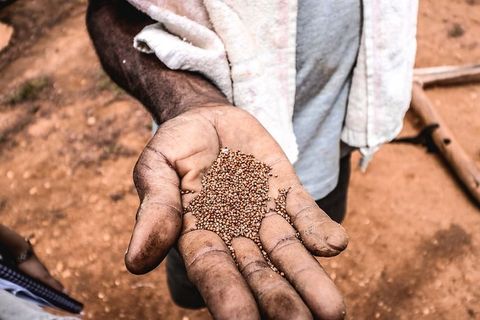 手，手，农民，农场，村庄，印度，小麦，面粉