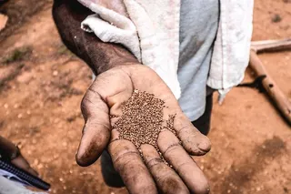手，手，农民，农场，村庄，印度，小麦，面粉