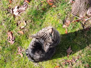 猫，思考，树，草坪，动物，思考，宠物，沉思