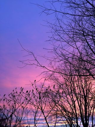 日落，太阳，墨尔本，树，天空，树枝，植物，光秃秃的树