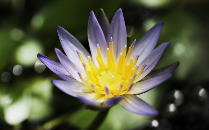 close、摄影、紫色、花瓣花、睡莲、黄体裸花、水生植物、花朵