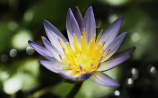 close、摄影、紫色、花瓣花、睡莲、黄体裸花、水生植物、花朵