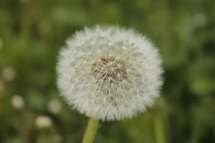 普通，蒲公英，尖花，蒲公英叶，花，植物，开花植物，新鲜度