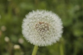 普通，蒲公英，尖花，蒲公英叶，花，植物，开花植物，新鲜度