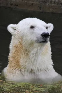 北极熊,气候变暖,气候保护,捕食者,水,动物,动物主题,一种动物 北极熊,气候变暖,气候保护,捕食者,水,动物,动物主题,一种动物