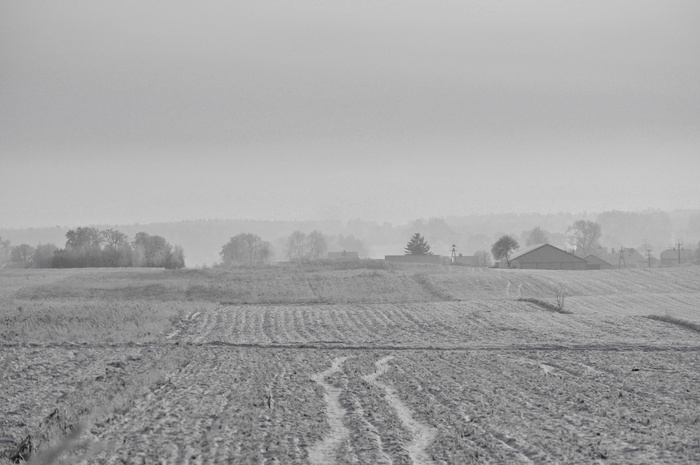 波兰，田野，树木，村庄，雾，墙纸，高清墙纸，冬天