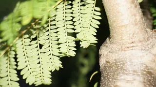 屋檐, 下降, 树木, 快, 屋檐飘落, 树叶飘落, 树, 秋季