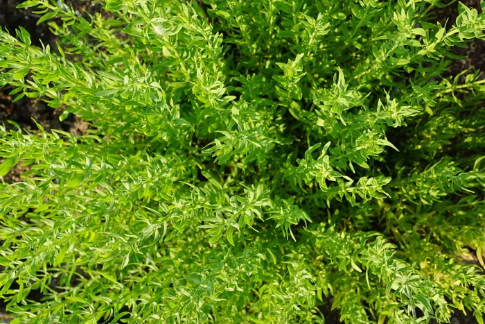 百里香，药草，自然，花园，夏天，植物，开花，开花