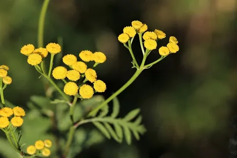 菊苣,花,植物,黄色,绿色,夏天,花瓣 菊苣,花,植物,黄色,绿色,夏天,花瓣