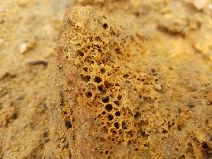 矿床，岩石，多孔，泉水，特写，无人，纹理，棕色