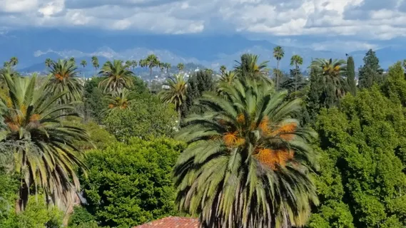 植物，植被，树木，棕榈树，槟榔科，灌木，户外，夏季