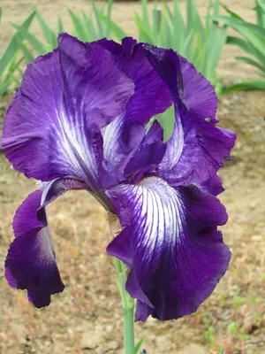 特写摄影，紫色，鸢尾花，开花，鸢尾，紫色鸢尾，花，花园