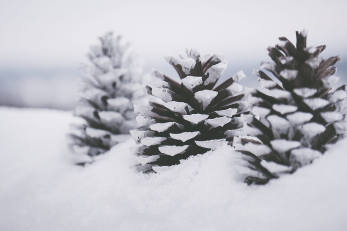 雪上的三个棕色松果特写摄影