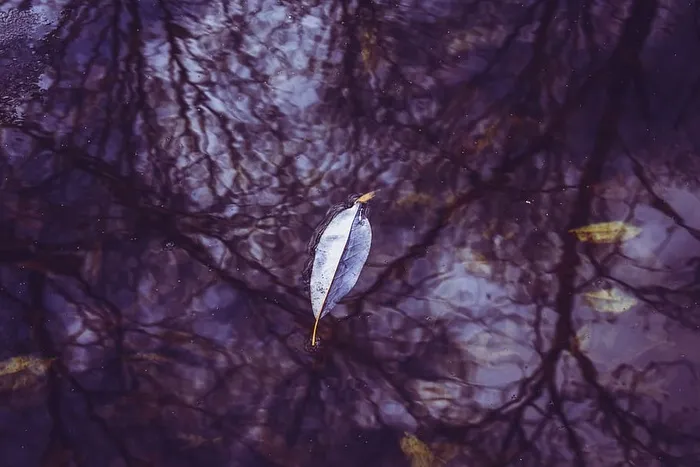 漂浮在水面上的叶子