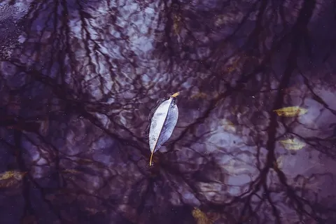 漂浮在水面上的叶子