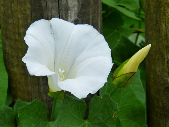 bindweed、winds、trichterförmig、white、漏斗花、栅栏、栅栏板条、blossom