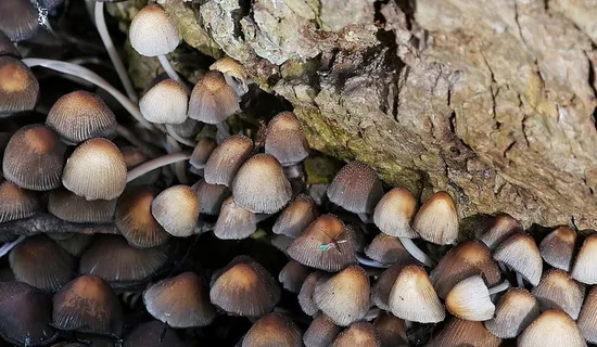 从森林中一棵倒下的树下长出的蘑菇群。 从森林中一棵倒下的树下长出的蘑菇群。
