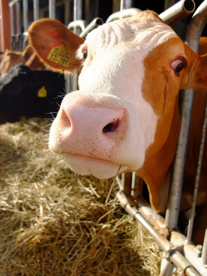 奶牛、摊位、农业、牛肉、农村、疯狂、干草、肖像