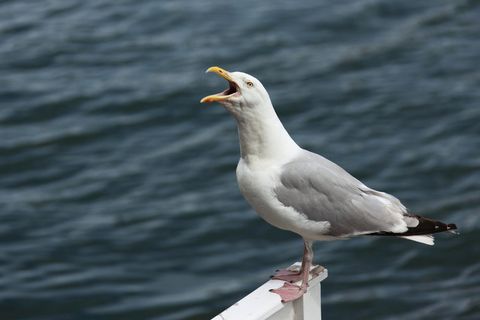 白色,海鸥鸟,栖息,木板,愤怒,动物,喙,鸟 白色,海鸥鸟,栖息,木板,愤怒,动物,喙,鸟