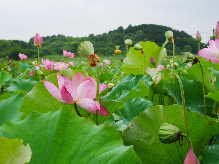 植物，莲花，雨，湖北，武汉，莲子，花，开花植物