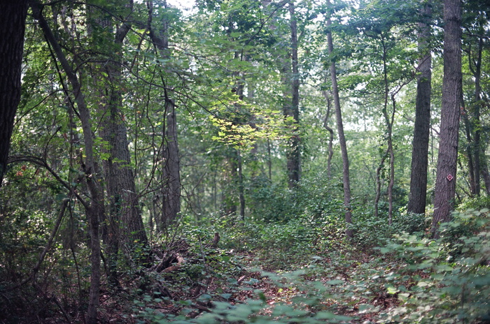 庇护所岛，美国，佳能a1，马索马克保护区，纽约，森林，电影，树木