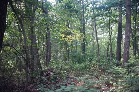 庇护所岛,美国,佳能a1,马索马克保护区,纽约,森林,电影,树木 庇护所岛,美国,佳能a1,马索马克保护区,纽约,森林,电影,树木