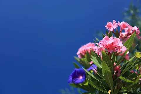 视图,紫色,粉色,花朵,夹竹桃,背景,美丽,盛开 视图,紫色,粉色,花朵,夹竹桃,背景,美丽,盛开