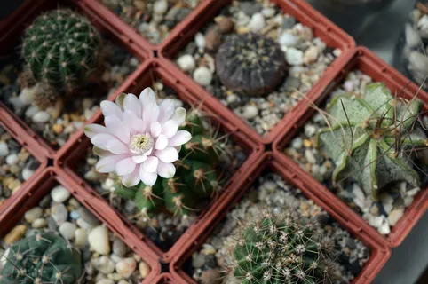花盆里的植物,仙人掌收藏,窗台上的花,仙人掌花,裸子植物,花盆里的植物,针叶 花盆里的植物,仙人掌收藏,窗台上的花,仙人掌花,裸子植物,花盆里的植物,针叶