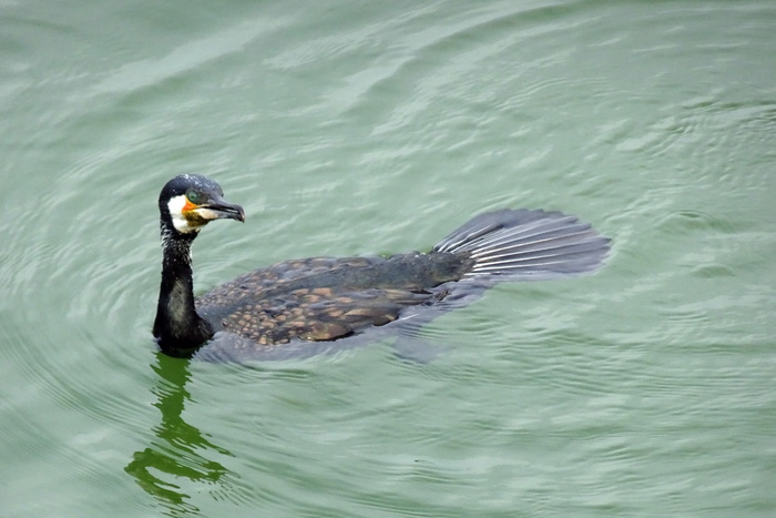 大鸬鹚, phalacrocorax carbo, 大黑鸬鹚, 黑鸬鹚, 大鸬鹚, 黑鸬鹚, aves, 鸟