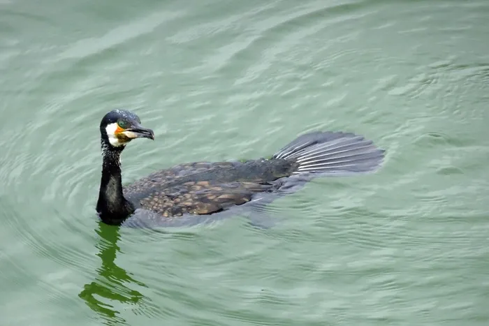 大鸬鹚, phalacrocorax carbo, 大黑鸬鹚, 黑鸬鹚, 大鸬鹚, 黑鸬鹚, aves, 鸟