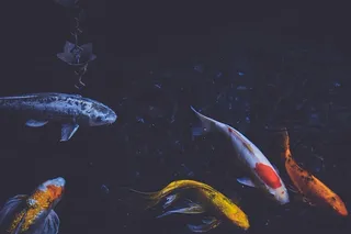 鱼、池塘、游泳、锦鲤、渔业、养鱼、水、动物群