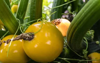 西葫芦，蔬菜，黄色，食物，花园，选择，果序，健康