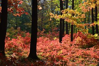 森林，秋天，颜色，树叶，木材，秋天，颜色，自然，树木