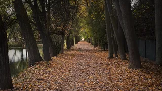 秋天，小路，公园，阿拉米达，树木，风景，自然，森林