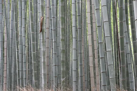 竹子,森林,植物,植物,自然,植物,绿色,竹子-植物 竹子,森林,植物,植物,自然,植物,绿色,竹子-植物