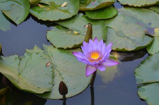 睡莲，睡莲垫，百合池，花园，达瓦德，印度，花，叶