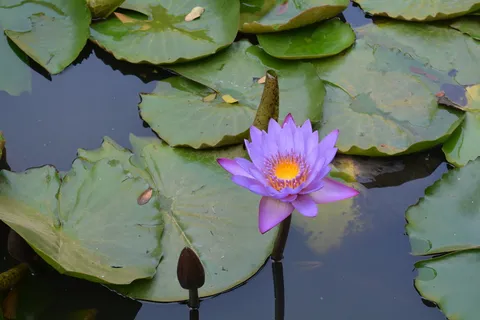 睡莲,睡莲垫,百合池,花园,达瓦德,印度,花,叶 睡莲,睡莲垫,百合池,花园,达瓦德,印度,花,叶