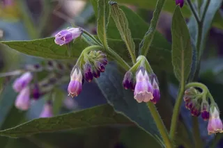 紫草也被称为针叶草、滑根草、青蒿和黑蒿。紫草是原产于欧洲的多年生草本植物。这种植物长到大约2-3½英尺高，有美丽的钟形花朵和大叶。紫草通常在整个夏天开花，第一朵花在4月底或5月初开放。花有蓝色、粉色、紫色或白色。紫草内部使用不安全。然而，由于植物中含有尿囊素化合物，紫草常被用于护肤制剂中。