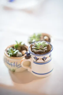 白色和蓝色陶瓷杯中的多汁植物