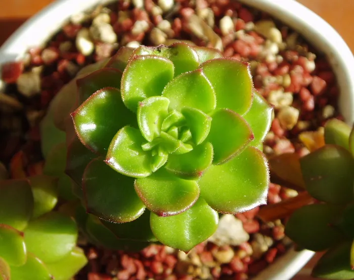 肉质植物，植物，盆栽植物，迷你盆栽，肉质植物，绿色，国情咨文，观赏植物