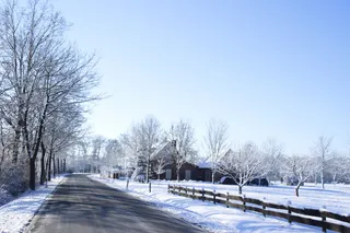 冬天，雪，冷，树，霜冻，冰冻，自然，天气