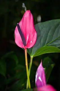 花，植物，开花植物，自然之美，新鲜，脆弱，脆弱，特写