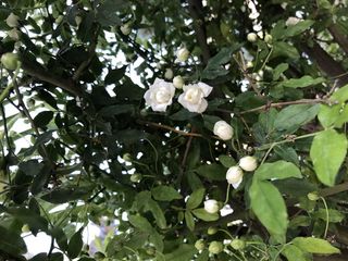 植物、花朵、花朵、水果、食品、农产品、棘科、户外