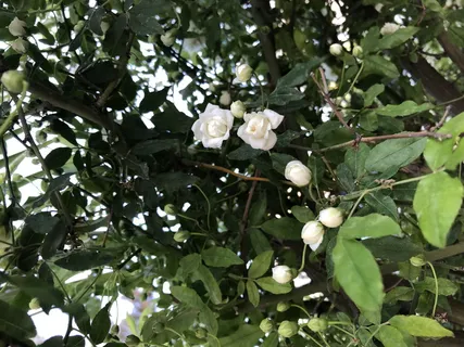 植物、花朵、花朵、水果、食品、农产品、棘科、户外 植物、花朵、花朵、水果、食品、农产品、棘科、户外