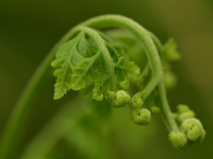蕨类植物，蕨类植物叶，叶，叶，绿色，生长，自然，植物