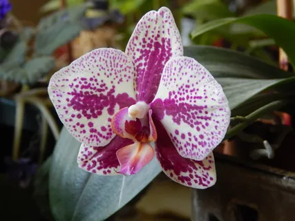 兰花、粉色、白色、花朵、植物群、花朵、花朵、盛开